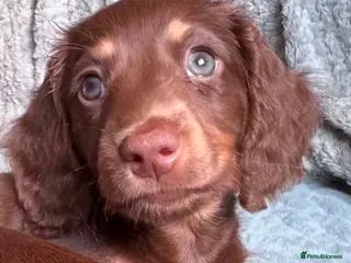 Miniature Dachshund dogs Four Beautiful Miniature Dachshund Puppies - Advert 3