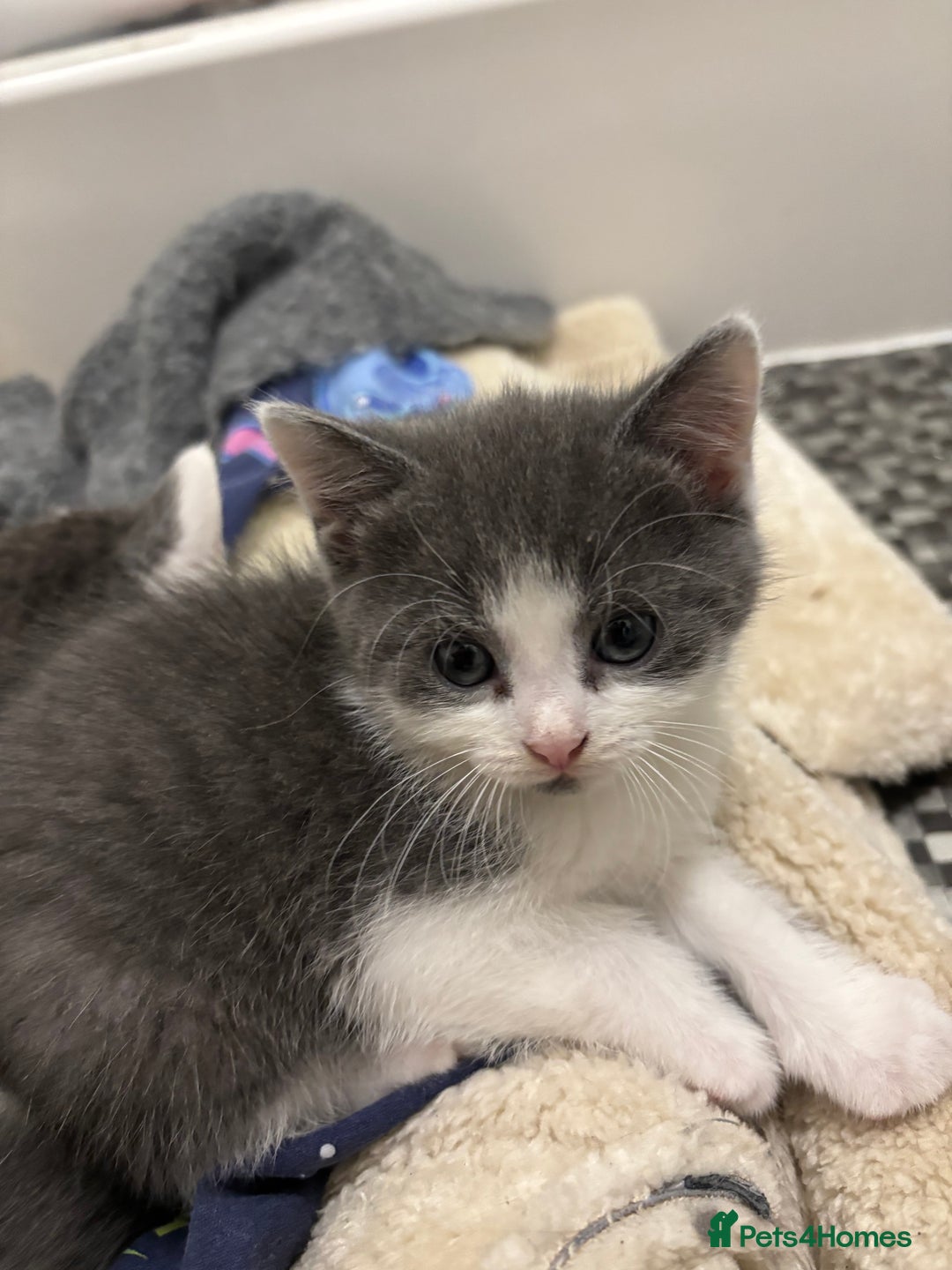 Mixed Breed cats for sale: Kittens for sale - Advert 4