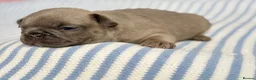 French Bulldog dogs for sale: 6 Adorable French Bulldog puppies - Advert 37