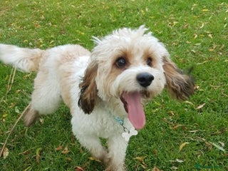 Cavapoo dogs in Burford - Advert 7