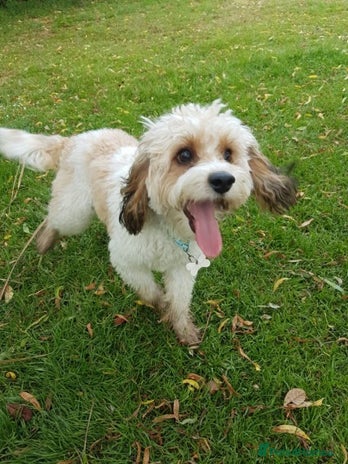 Cavapoo dogs in Burford - Advert 1