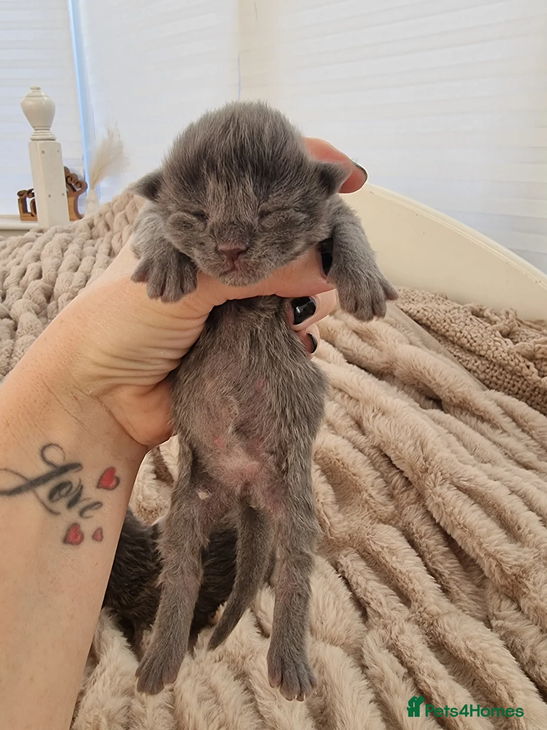 Maine Coon cats for sale: Maine Coon X Ragdoll Kittens in Colchester - Advert 2