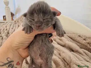 Maine Coon cats Maine Coon X Ragdoll Kittens - Advert 18