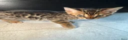 Bengal cats for sale: Bengal Male Kittens  - Advert 2