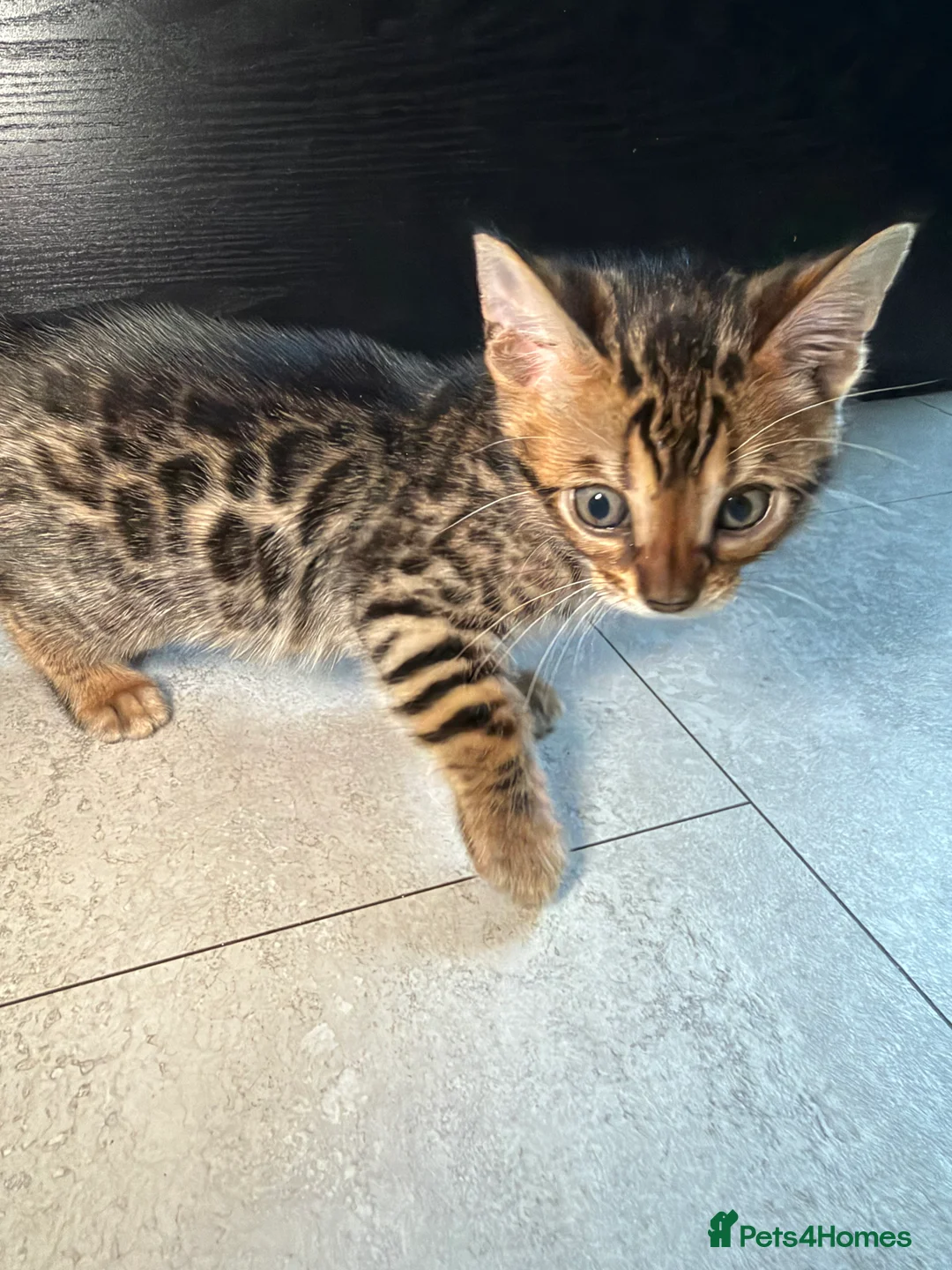 Bengal cats for sale: Bengal Male Kittens  - Advert 2