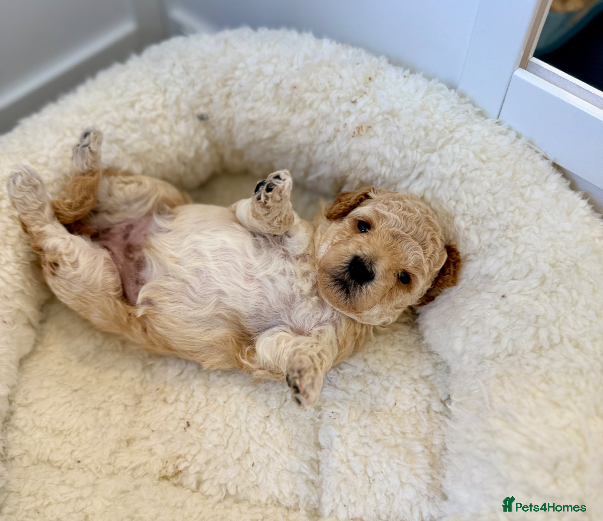 Cockapoo dogs ✨Exceptional F1BB Cockapoo Puppies✨ - Advert 10