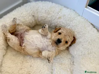 Cockapoo dogs ✨Exceptional F1BB Cockapoo Puppies✨ - Advert 10