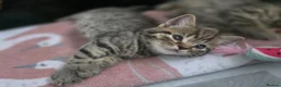 Domestic Shorthair cats for sale: 2 beautiful tabby kittens  - Advert 8
