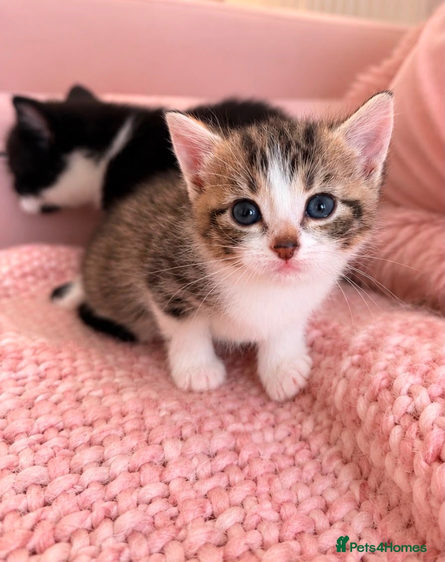 Turkish Angora cats Four Adorable Kittens!  - Advert 18