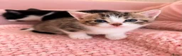 Turkish Angora cats for sale: Four Adorable Kittens!  - Advert 4