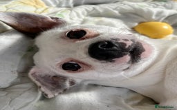 Jack Russell dogs for sale: Stunning Miniature Jack Russell Puppies!!! - Image 33