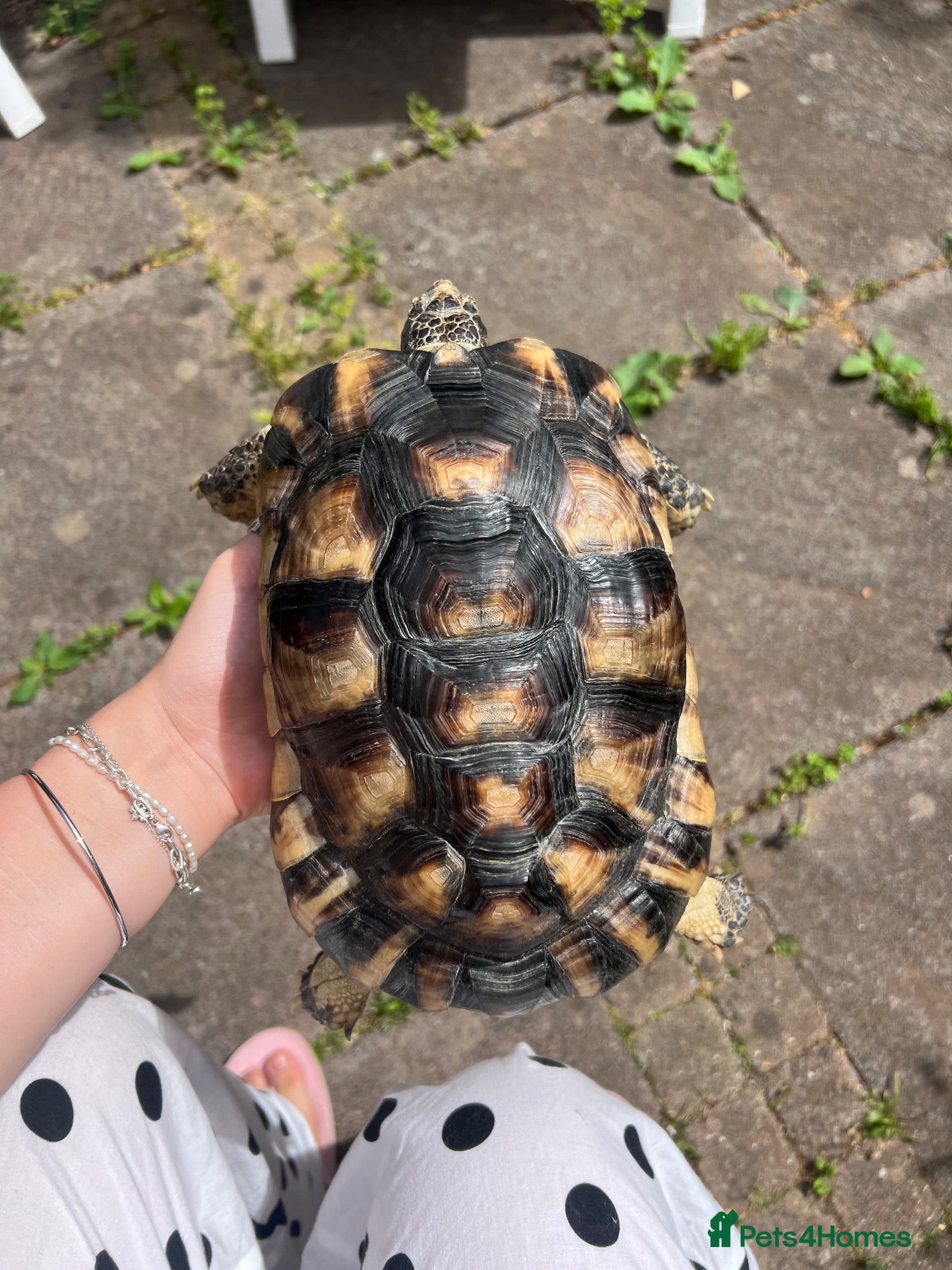 Tortoise reptiles Marginated tortoise  - Advert 1