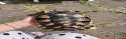 Tortoise reptiles for sale: Marginated tortoise  in Nottingham - Advert 1