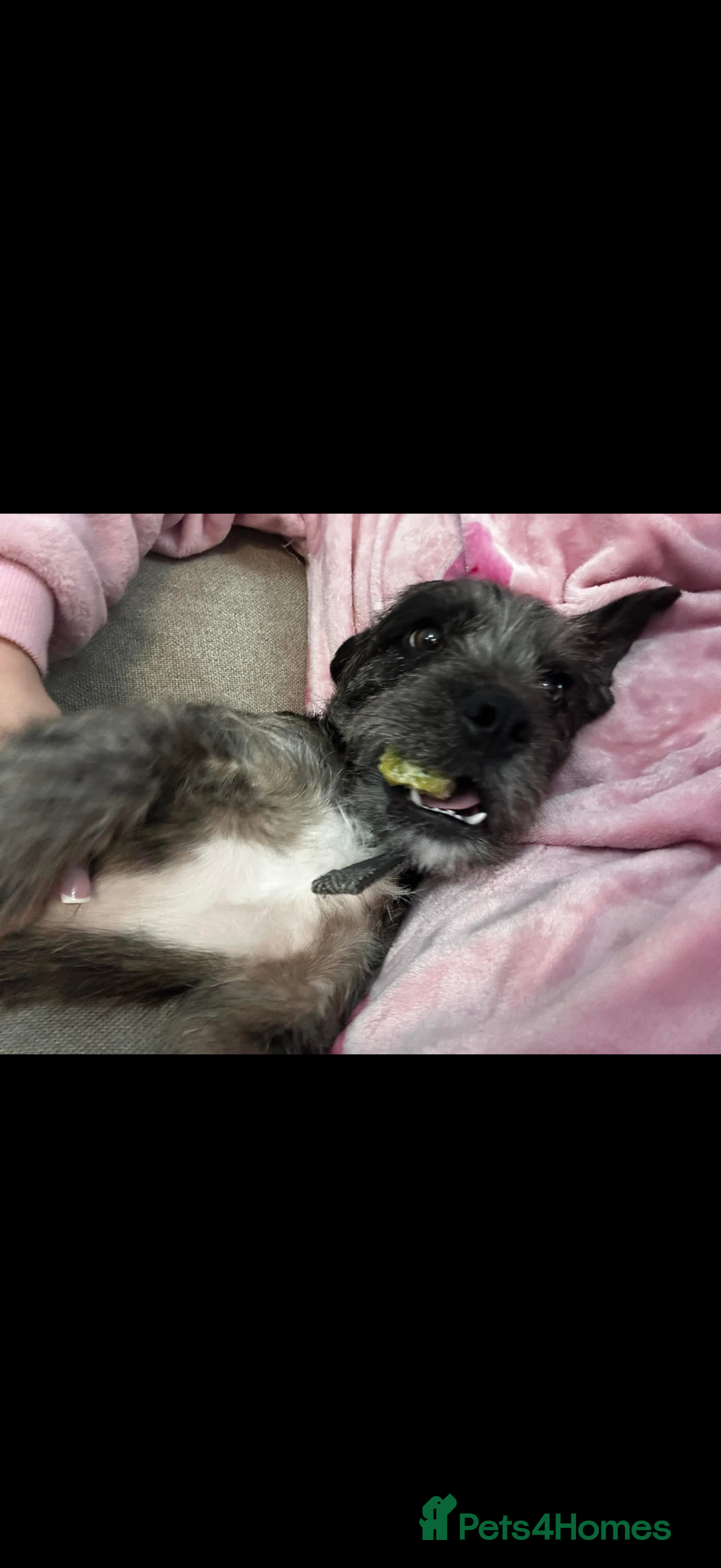 Mixed Breed dogs for sale: Ozzy needs a new home  - Image 3