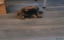 Shih Tzu dogs for sale: One beautiful little girl ready friday - Image 12