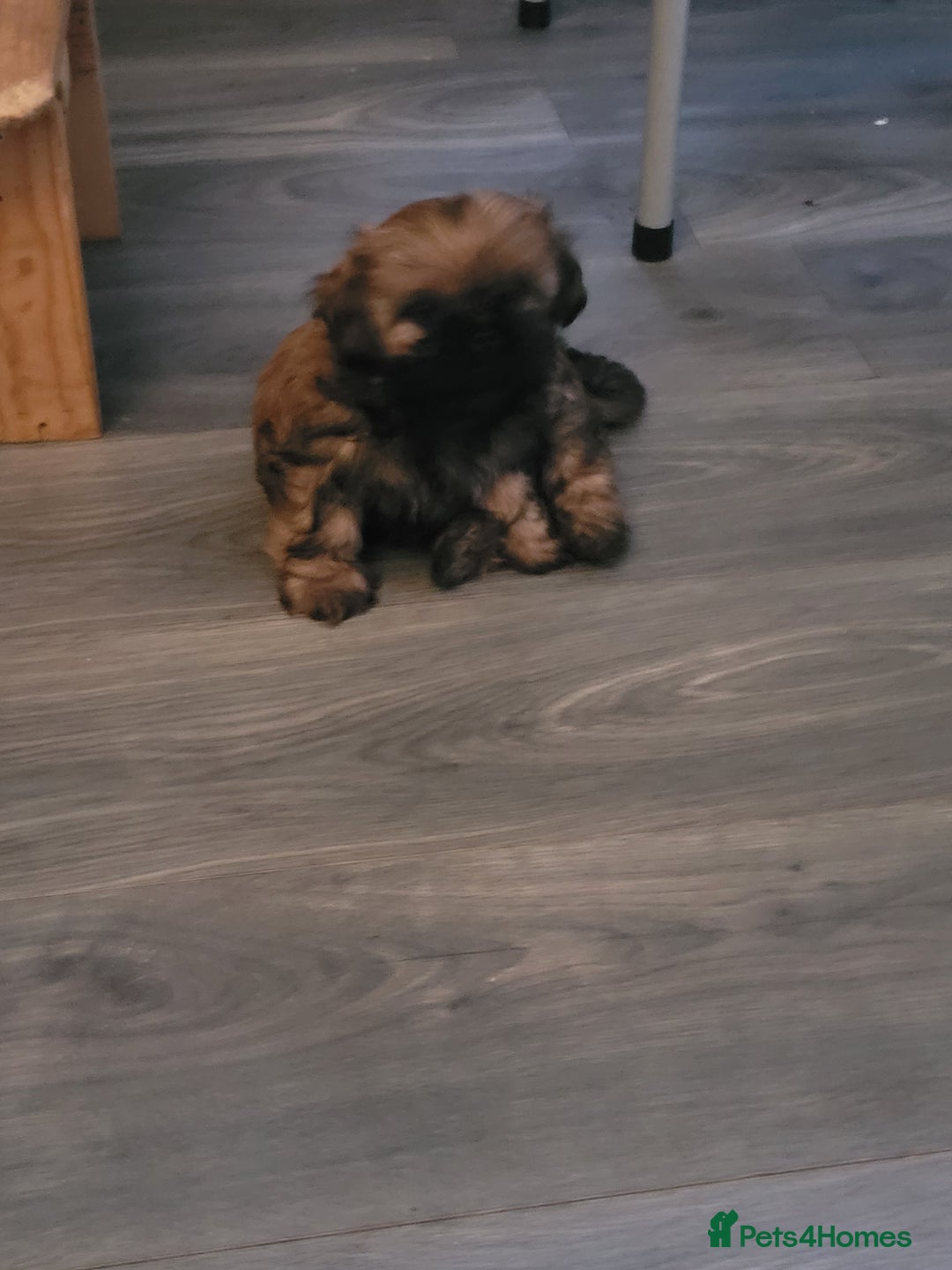 Shih Tzu dogs for sale: One beautiful little girl ready friday - Image 12