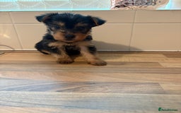 Yorkshire Terrier dogs for sale: Yorkshire terrier puppies - Image 16