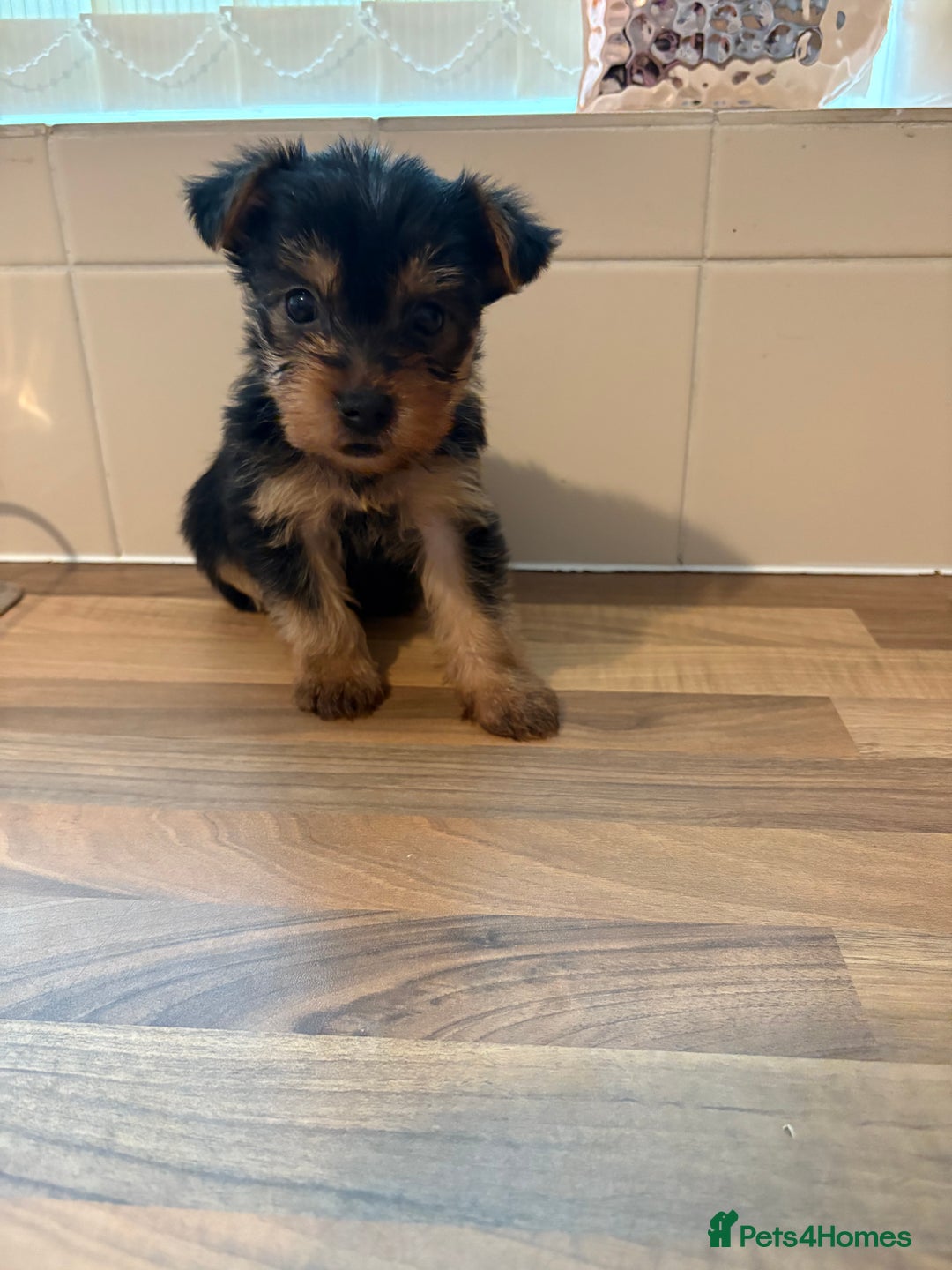 Yorkshire Terrier dogs for sale: Yorkshire terrier puppies - Image 16
