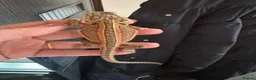 Bearded Dragon reptiles for sale: Bearded dragon  - Advert 1