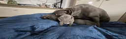 Staffordshire Bull Terrier dogs for sale: Stafordshire bull terrier  - Advert 5