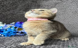 British Shorthair cats for sale: TICA registered British Shorthair kittens - Image 17