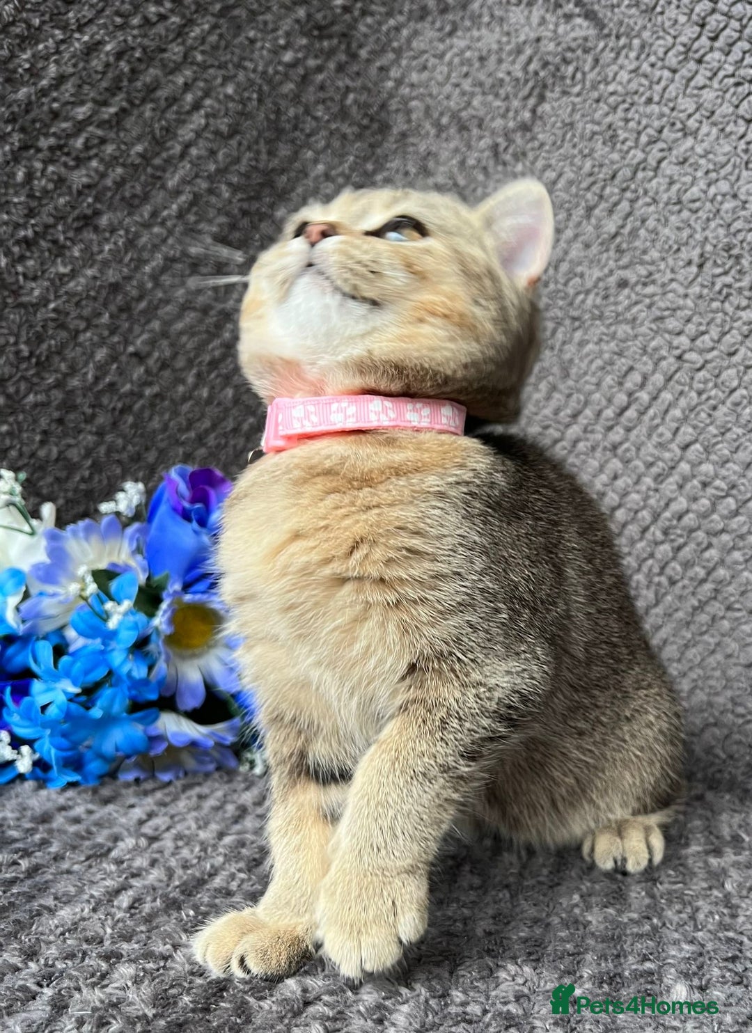British Shorthair cats for sale: TICA registered British Shorthair kittens - Image 17