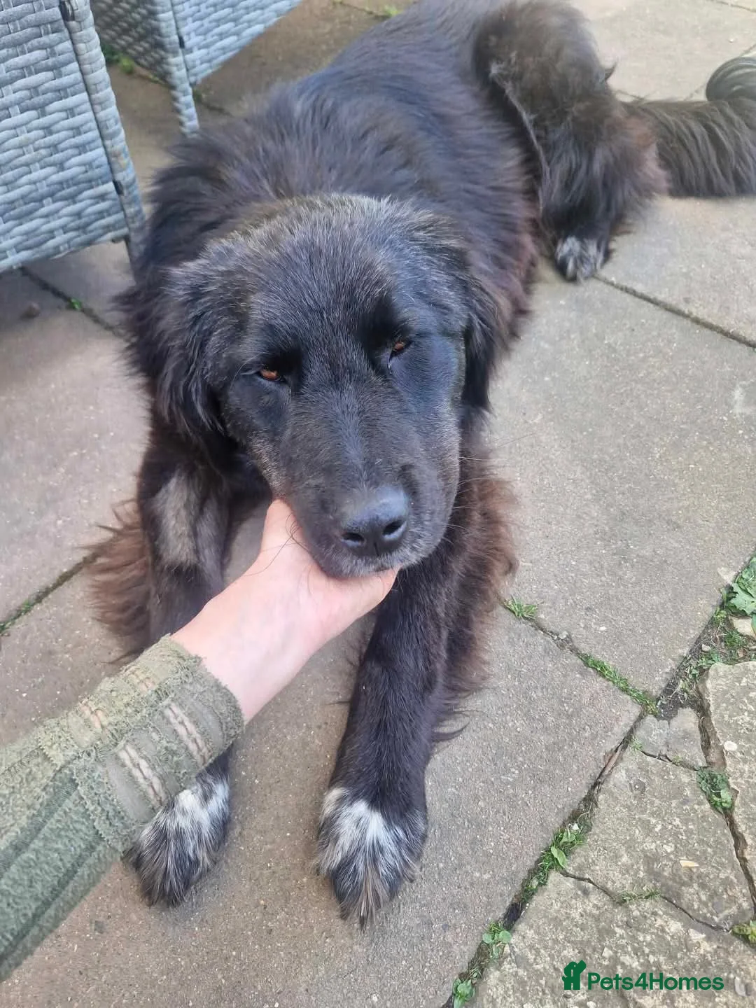 Mixed Breed dogs for adoption: Meet Bryony, currently residing in Kent in Maidstone - Advert 5