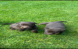 Borador dogs for sale: Lab x collie puppies  - Image 21