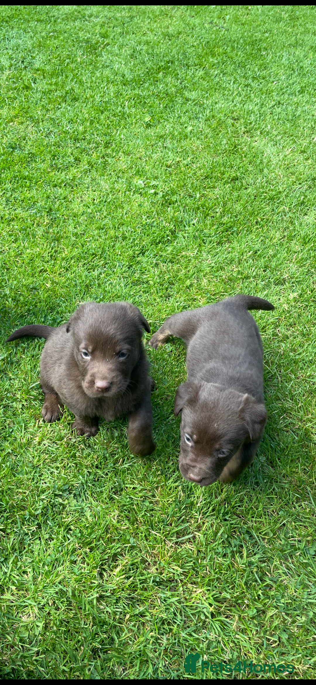 Borador dogs for sale: Lab x collie puppies  - Image 21