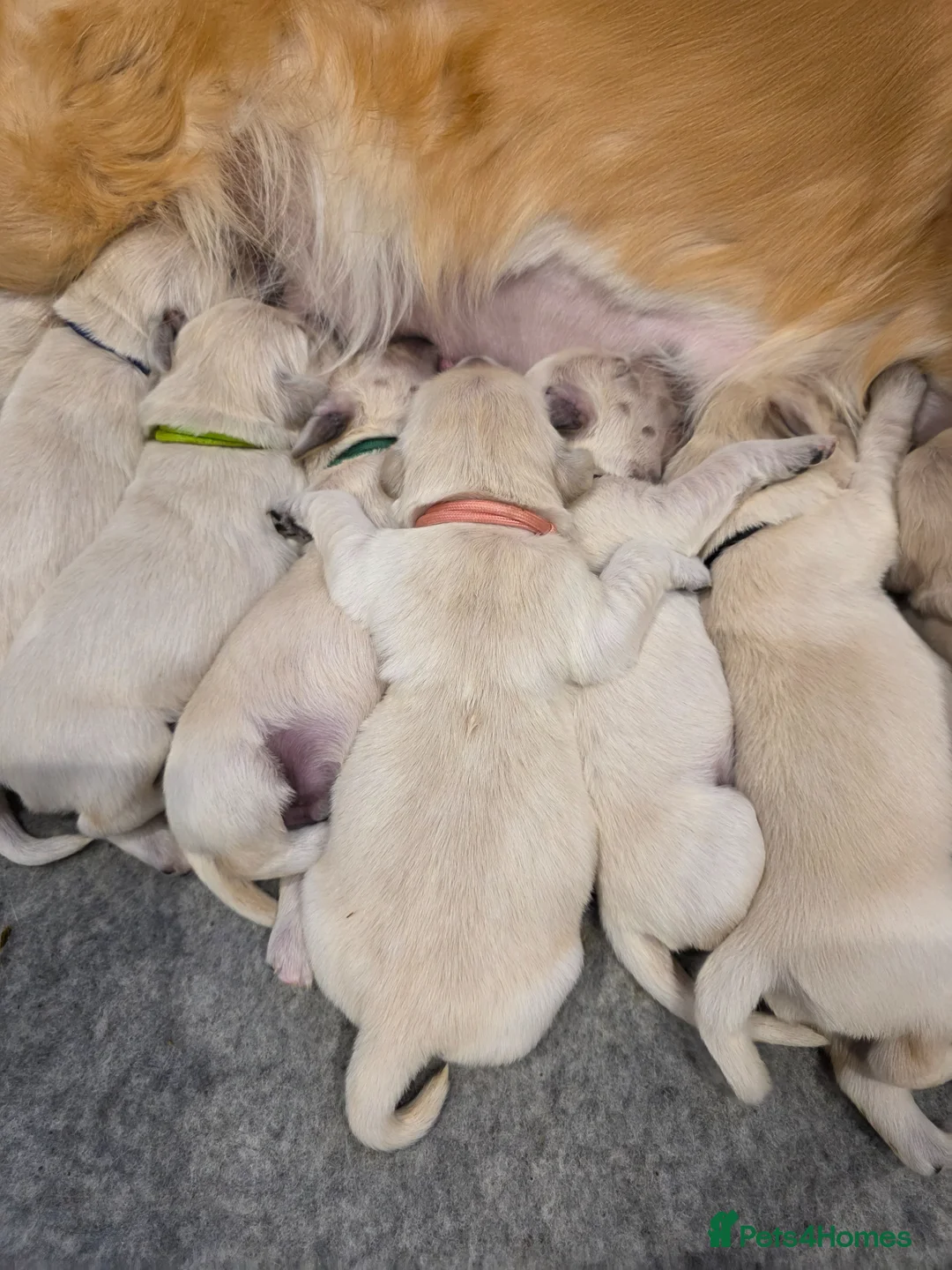 Golden Retriever dogs for sale: Golden retriever puppies 5 boys 4 girls - Advert 2