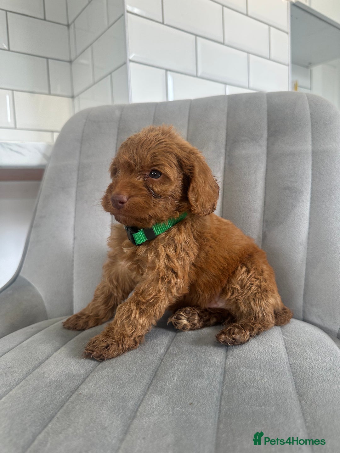 Cockapoo dogs for sale: OUTSTANDING Red Cockapoo Puppies  - Image 3