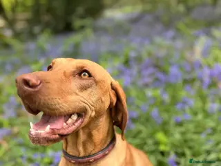 Hungarian Vizsla dogs Championship Bloodline Pedigree Hungarian Vizslas - Advert 8