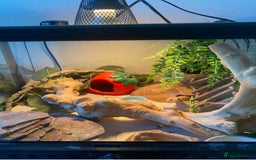 Leopard Gecko reptiles for sale: Bailey, very active. Comes with his enclosure  - Image 5