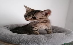 Scottish Fold cats for sale: Scottish Cross - Image 10