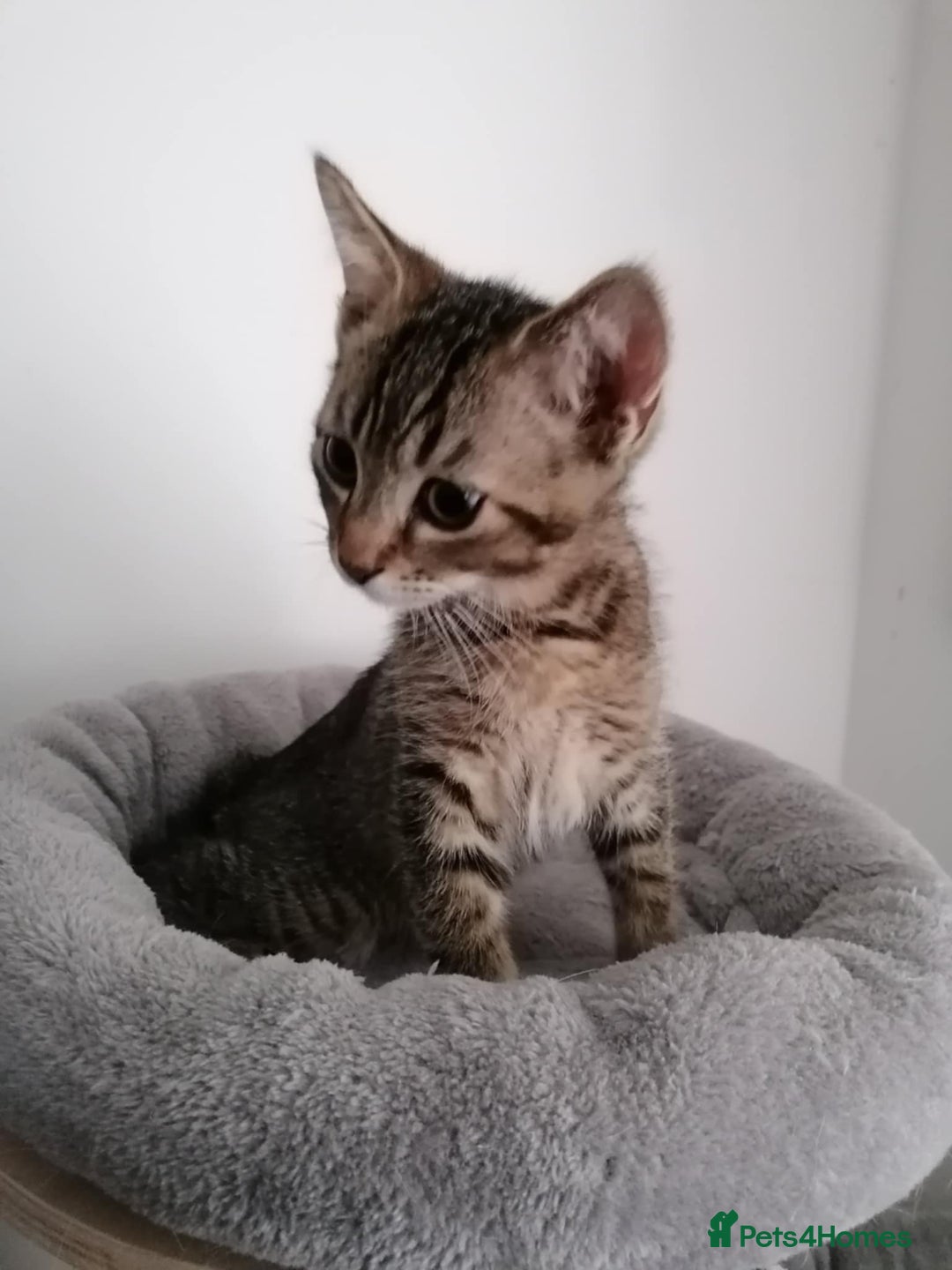 Scottish Fold cats for sale: Scottish Cross - Image 10