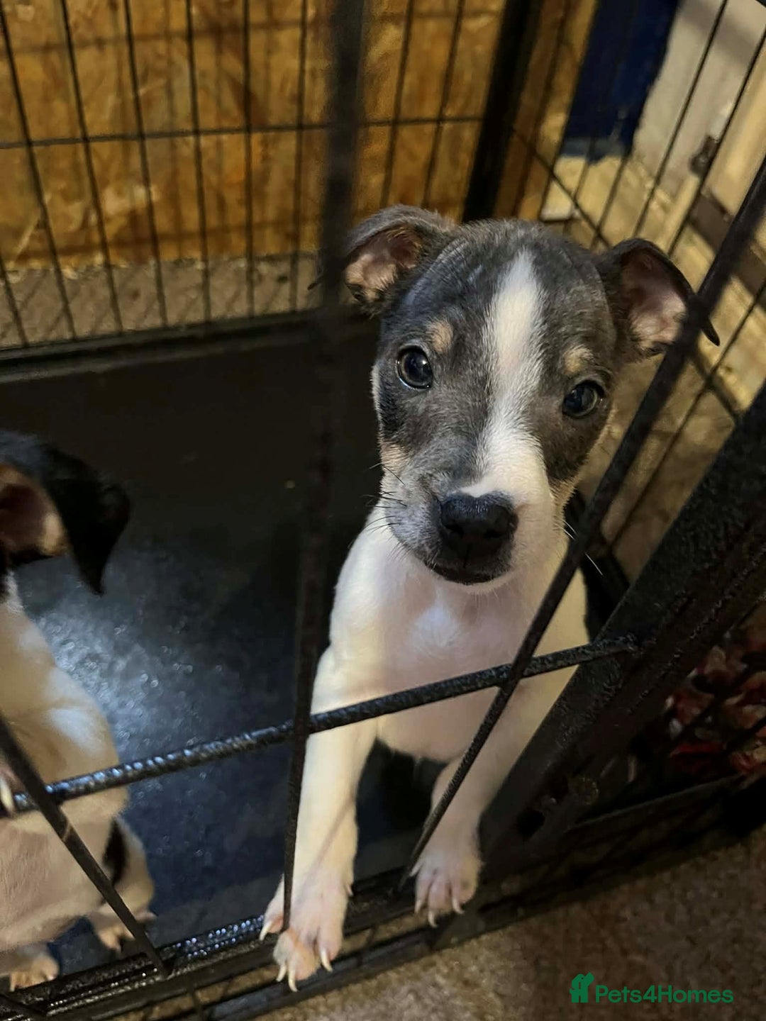 Jack Russell dogs for sale: four adorable jack russel puppies - Advert 10