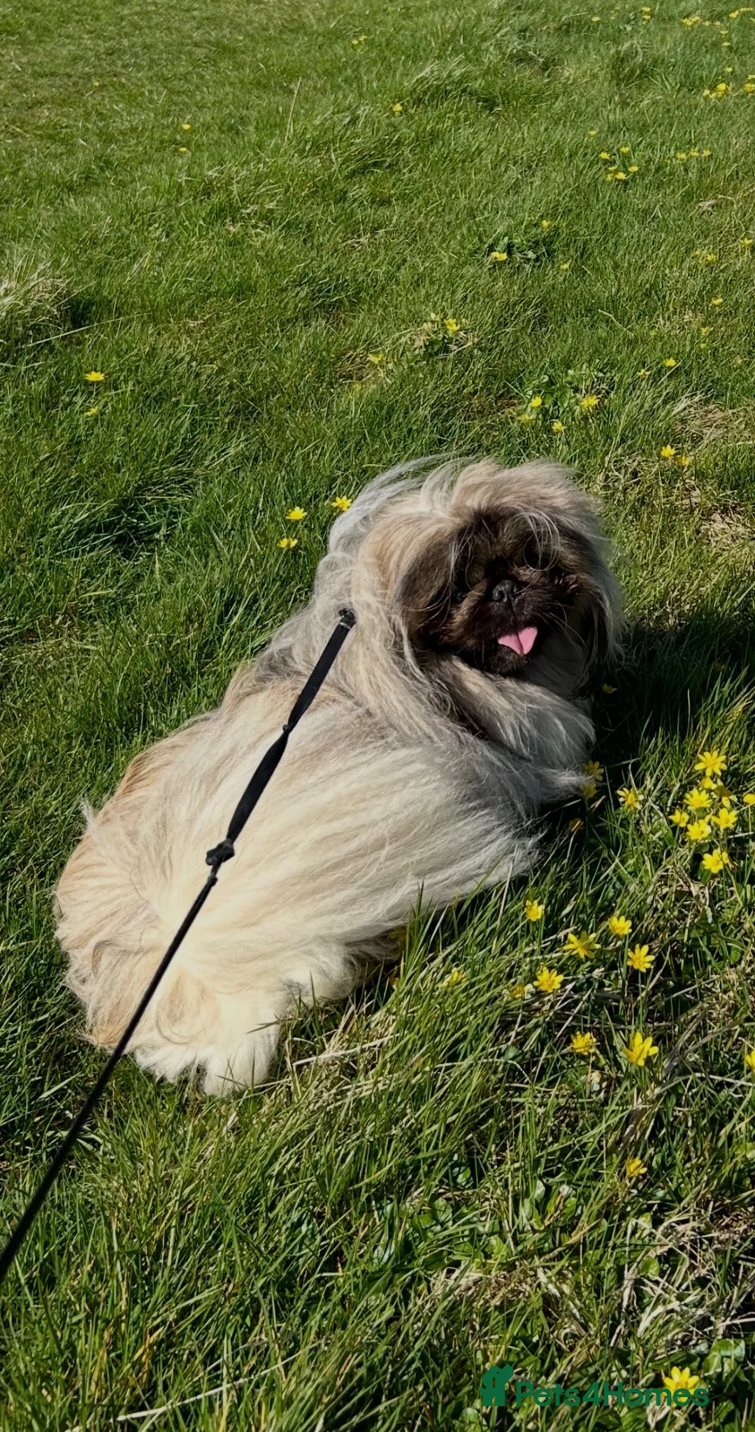 Pekingese dogs for stud: KC registered Pekingese for Stud (Not for sale) - Advert 2