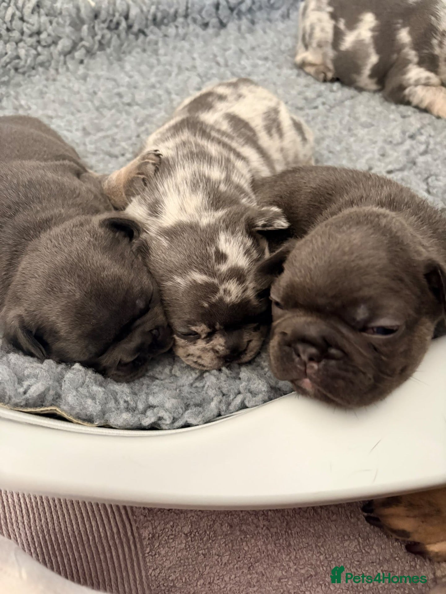 French Bulldog dogs Beautiful Frenchie Puppies Looking 4 Loving Home - Advert 1