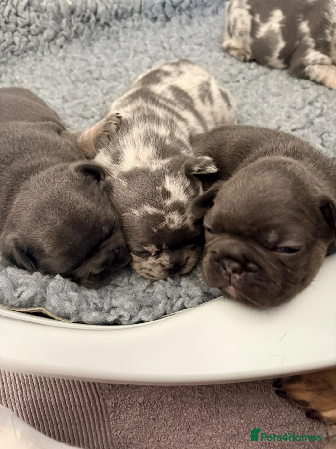 French Bulldog dogs for sale: Beautiful Frenchie Puppies Looking 4 Loving Home - Advert 1