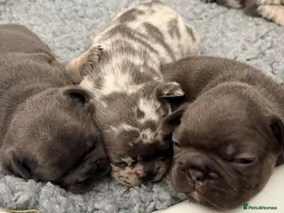 French Bulldog dogs Beautiful Frenchie Puppies Looking 4 Loving Home - Advert 3