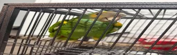 Parrots birds for sale: Yellow shoulde Amazon parrot  - Advert 3