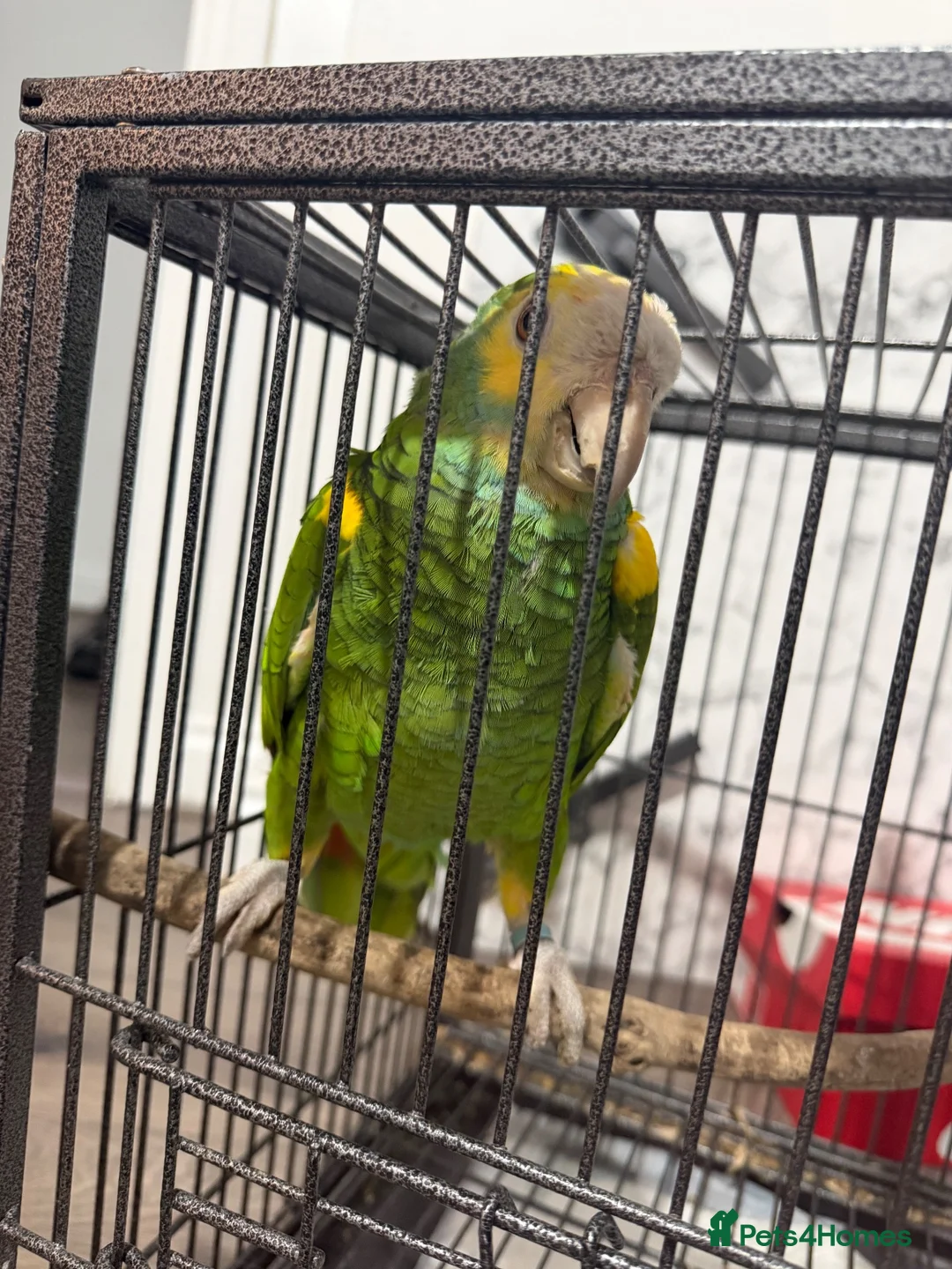 Parrots birds for sale: Yellow shoulde Amazon parrot  - Advert 3