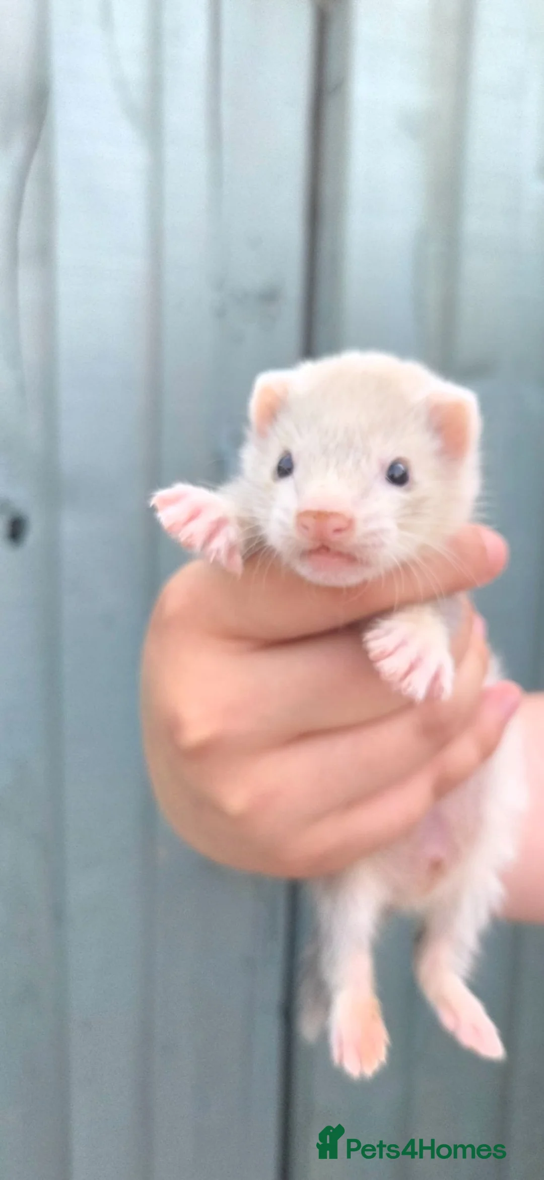Ferret rodents for sale: Mixed ferrets - Advert 1