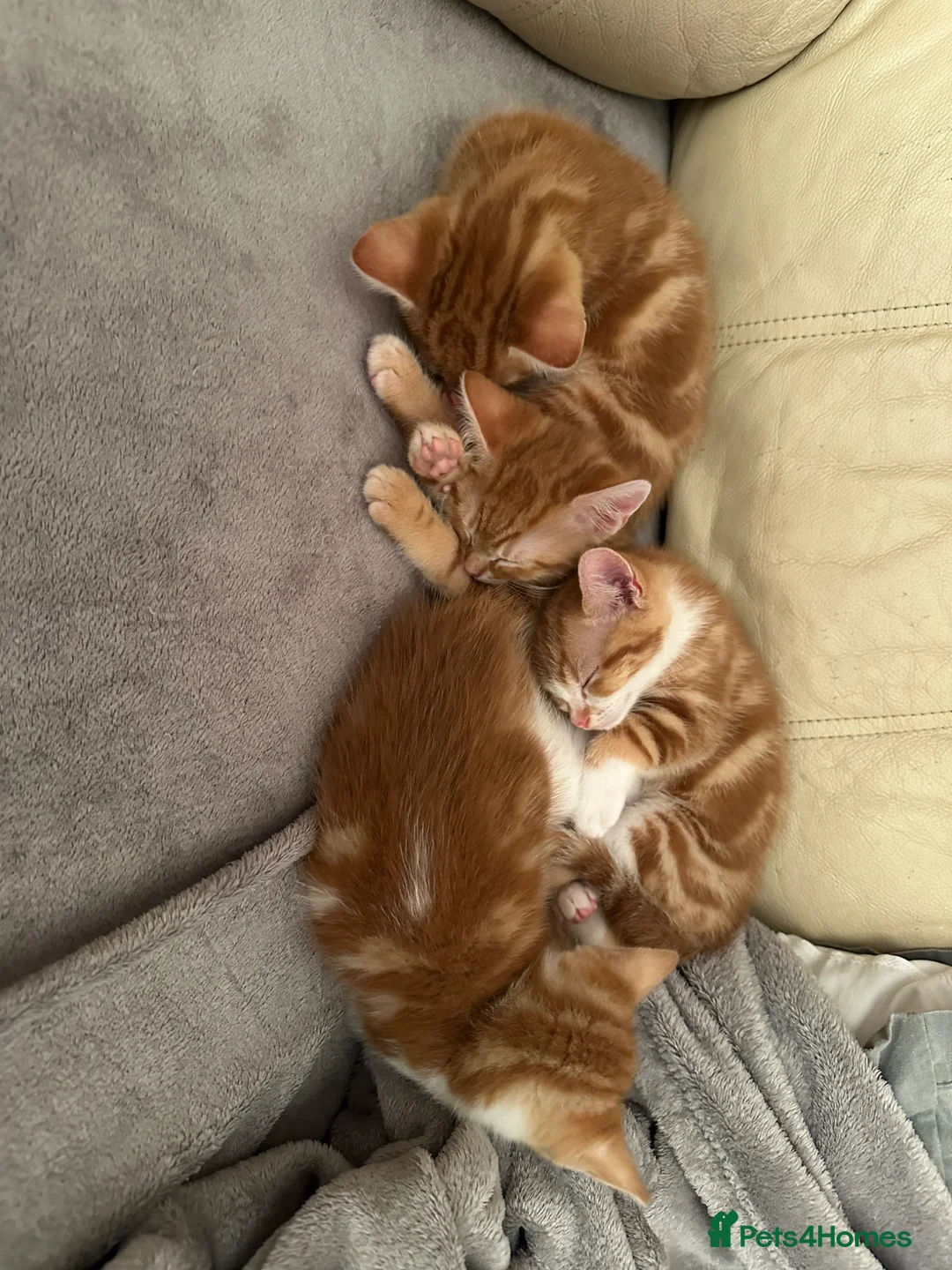 Mixed Breed cats for sale: 4 ginger males and 1 black and white female in Manchester - Advert 16