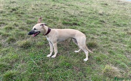 Whippet dogs for sale: 💛 Beautiful Whippet Puppy for His Forever Home ❤️ - Image 11