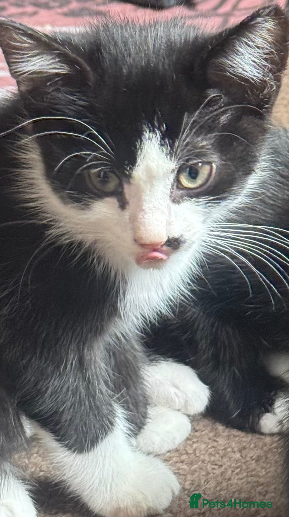 Mixed Breed dogs for sale: Mixed blk&wht  kittens available now - Advert 1