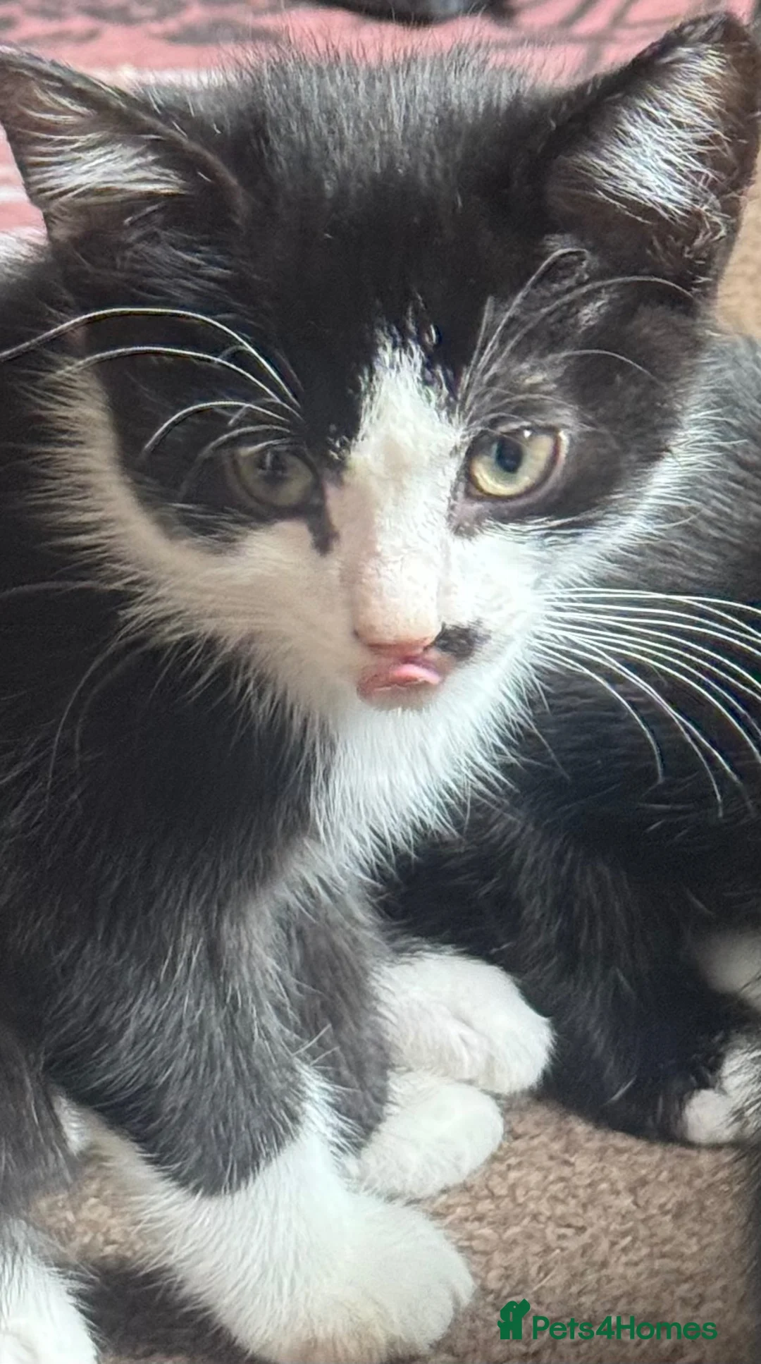 Mixed Breed dogs for sale: Mixed blk&wht  kittens available now - Advert 1