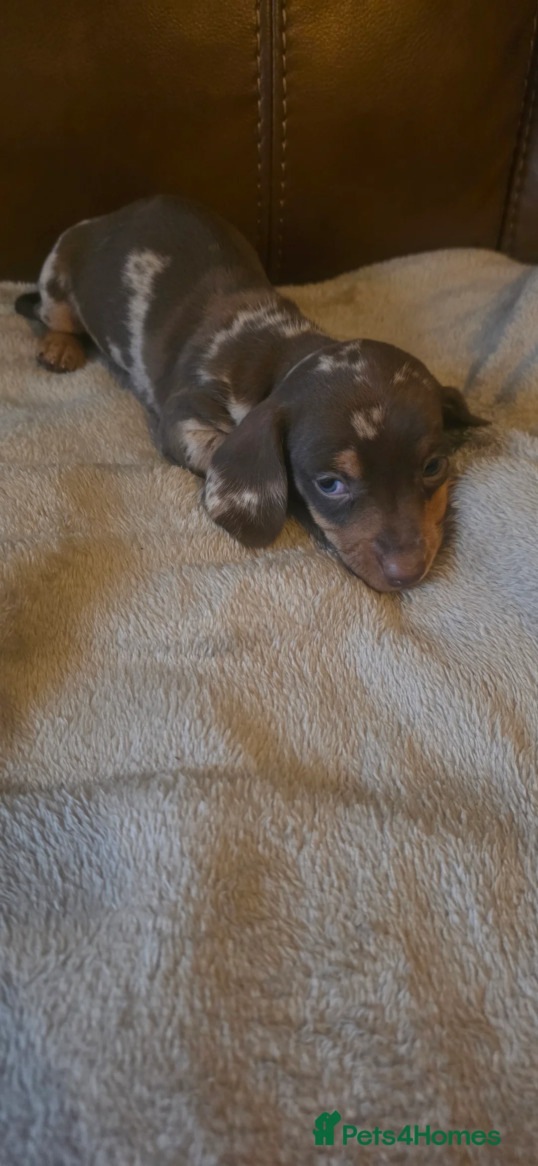 Dachshund dogs for sale: Mini dachunds  - Advert 4