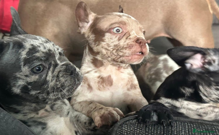 French Bulldog dogs - Advert 5