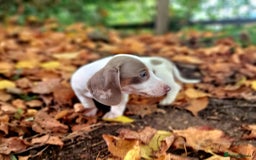 Miniature Dachshund dogs for sale: Quality mini dachshund puppies 💜 - Image 14